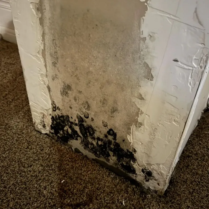 Professional Mold Removal in Cushing, OK
